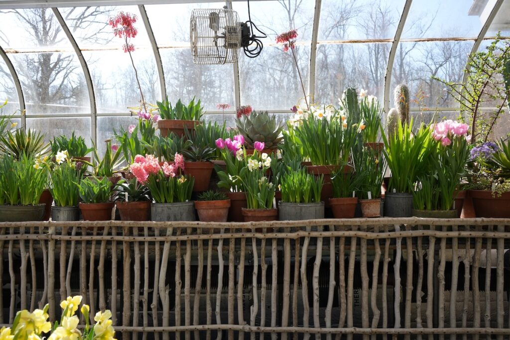 Rows of potted spring bulbs and green plants sit beneath arched greenhouse windows at Berkshire Botanical Garden in Stockbridge, Mass., with bare trees visible outside.