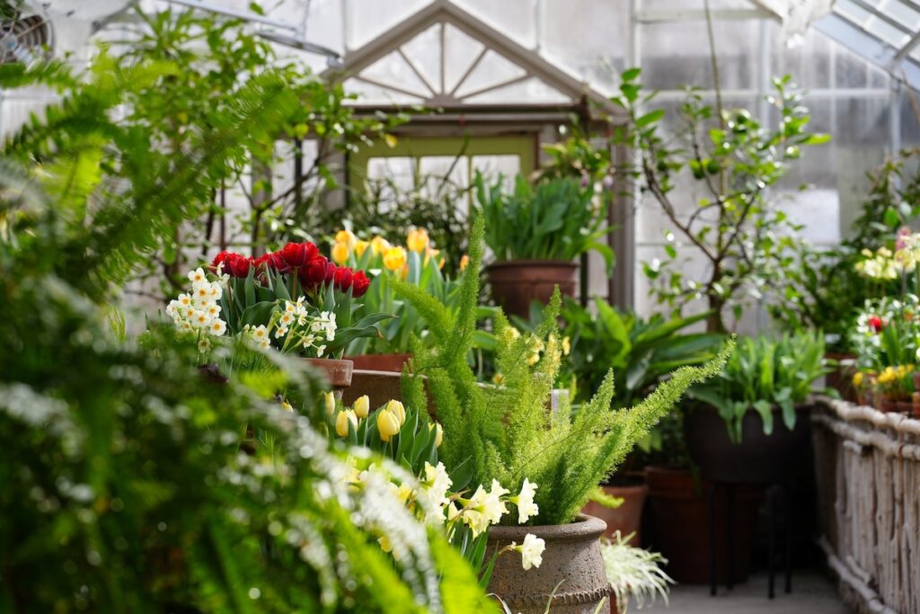 Tulips and daffodils bloom among ferns and potted plants inside the Fitzpatrick Conservatory at Berkshire Botanical Garden in Stockbridge, Mass.