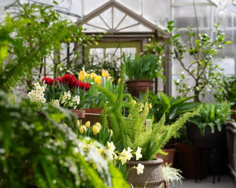 Tulips and daffodils bloom among ferns and potted plants inside the Fitzpatrick Conservatory at Berkshire Botanical Garden in Stockbridge, Mass.