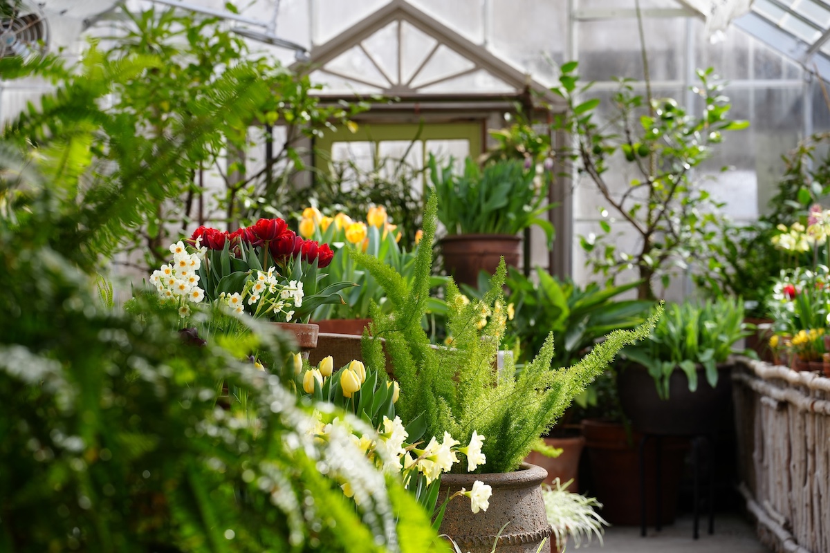 Tulips and daffodils bloom among ferns and potted plants inside the Fitzpatrick Conservatory at Berkshire Botanical Garden in Stockbridge, Mass.