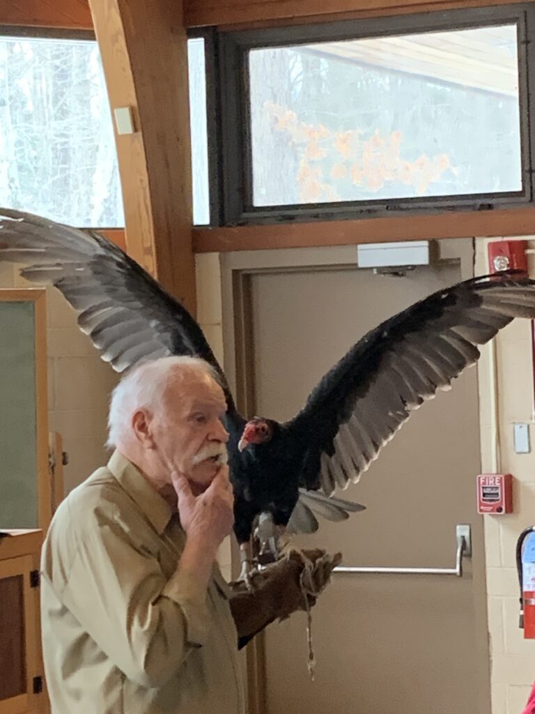 Turkey vulture demonstration during a February vacation wildlife program at Joseph Allen Skinner State Park in Massachusetts.